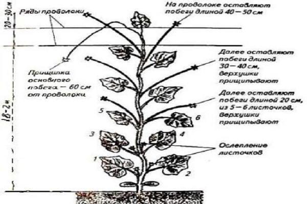 bản vẽ kẹp quần áo