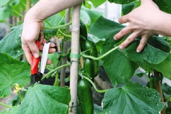cấu trúc từ bên trong