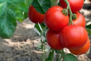 The best varieties of cluster tomatoes for greenhouses and open ground