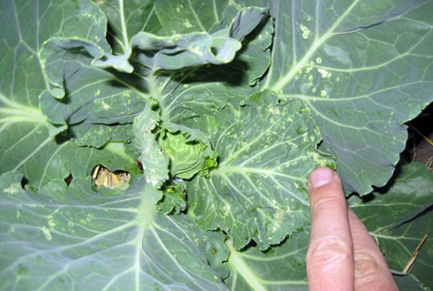 Blattläuse auf Kohl