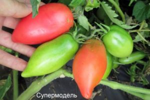 Характеристики и описание на сорта домат Супермодел