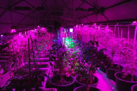 đèn phyto cho cây con
