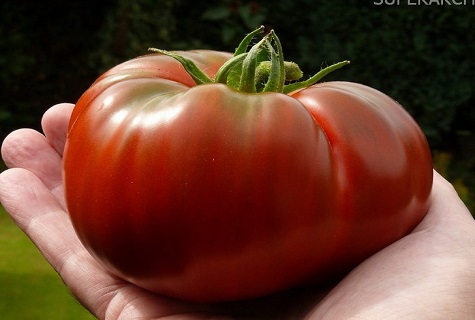 ganze Tomate