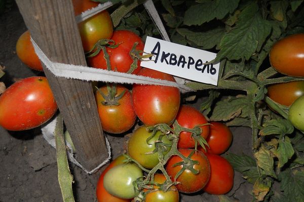 Домати акварел