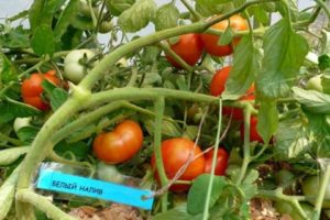 הזנים הטובים והפוריים ביותר של עגבניות לנתיב האמצעי בשדה הפתוח ובחממות