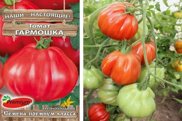 Отглеждане на домати