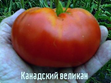 ντομάτα γίγαντας του Καναδά