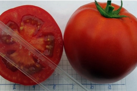 Tomatsnømann f1 inni