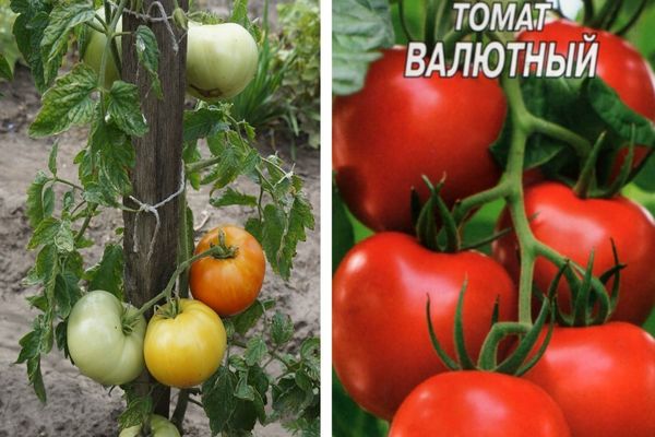 Разнообразна валута
