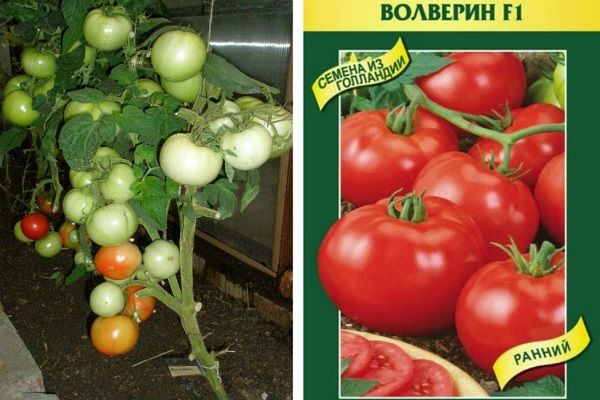 Tomatenhybriden