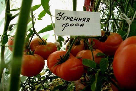 донесете в оранжерията