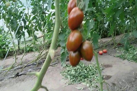 Kirschtomate Negro