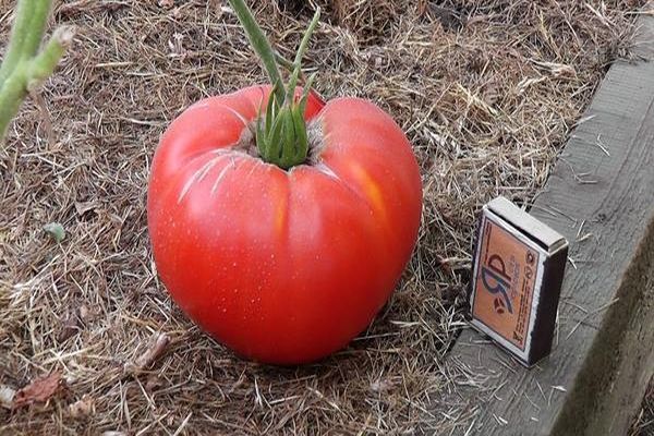 Delicious variety