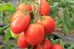 תיאור ומאפייני מגוון העגבניות המתיקות של הילדים, התשואה שלו
