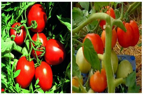 dolce al pomodoro