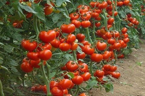 cura del pomodoro