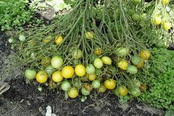Tomatensorten