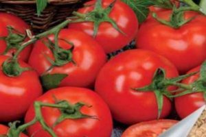 Description de la variété de tomates Katrina F1 et ses caractéristiques
