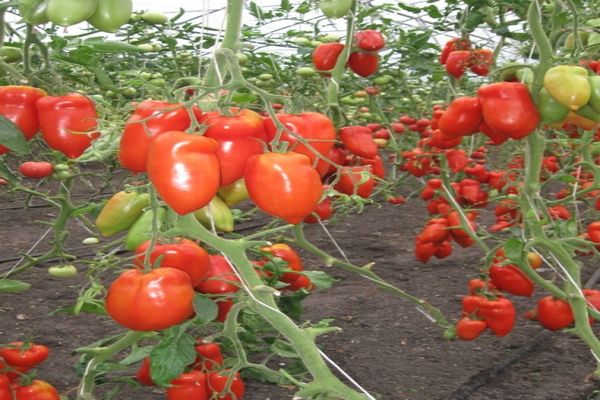 парадајз у башти