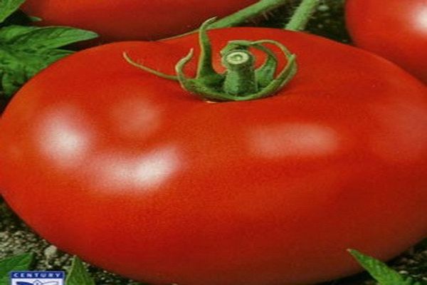 tomato pink cheeks