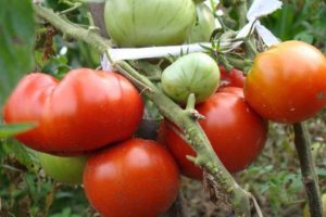 Description of the tomato variety Lev Tolstoy, features of agricultural technology