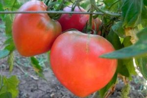 Описание на сорта домат Любима почивка, неговият добив