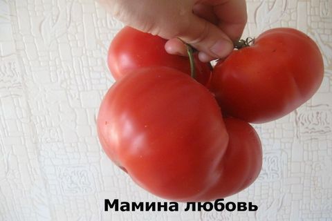 домашната мама любов
