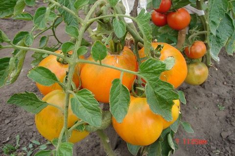 Tomaten anbauen