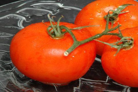 Tomatensämlinge