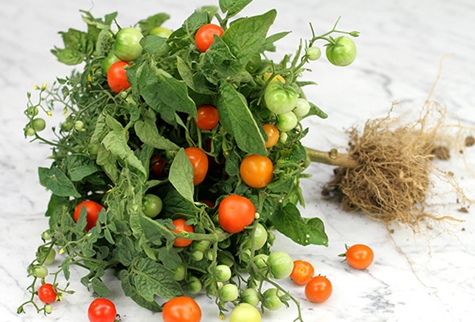 Aussehen der Tomate Minibel