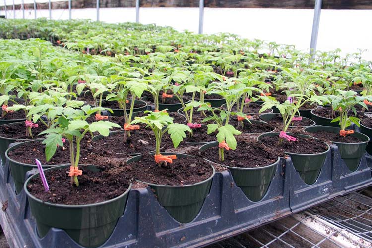 mudas de tomate em estufa