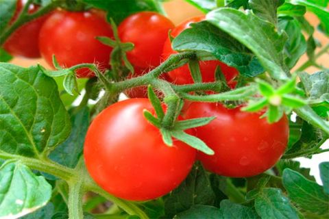 Tomaten Sieg