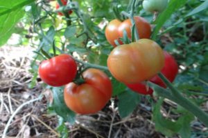 Characteristics of Sakhalin tomato and variety description
