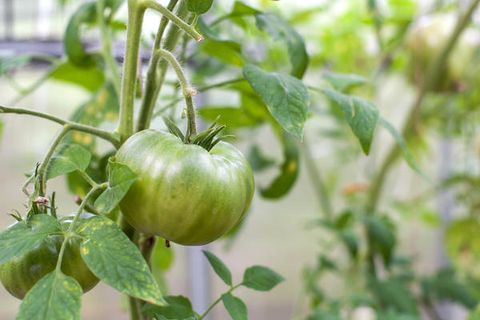 Tomatengrün