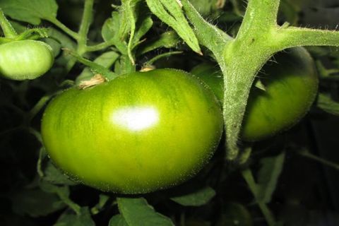 grüne Tomaten