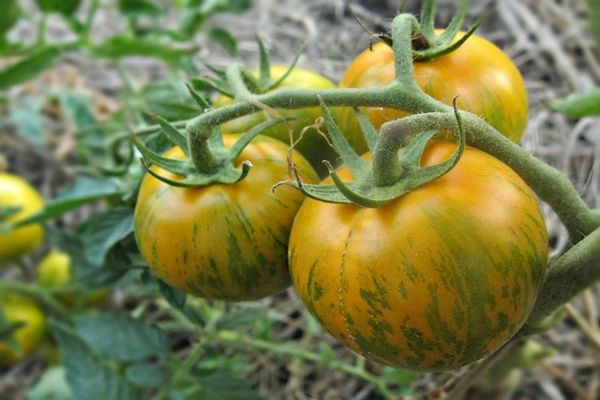 Tomatenpflege