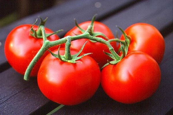 узгој парадајза из снега