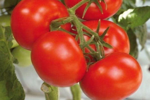 πότισμα ντομάτας
