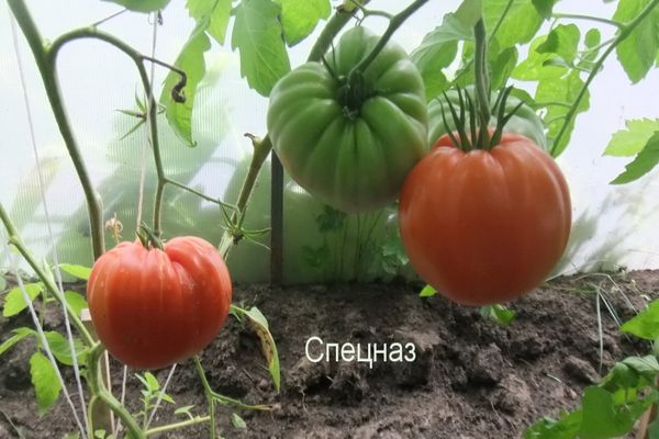 клас специални сили
