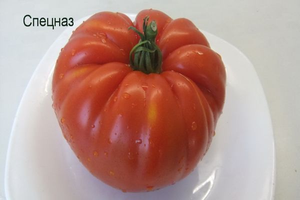 домати специални сили