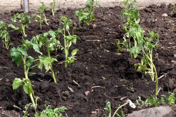 Tomaten im Garten