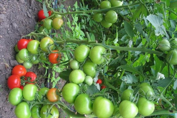 Tomaten Tanja