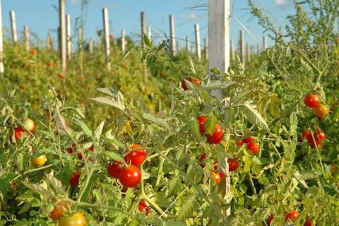 ural tomato