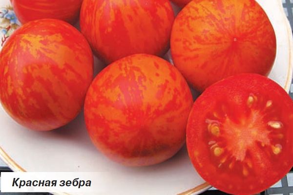 червена зебра