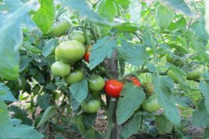 Eigenschaften und Beschreibung der Tomatensorte Jongleur