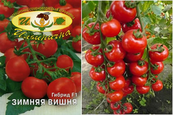 засаждане на зимен сорт череши