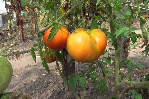 Tomatenpflege