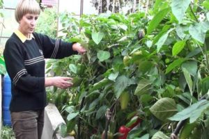 Wie man Paprika in einem Gewächshaus vom Pflanzen bis zur Ernte anbaut und pflegt