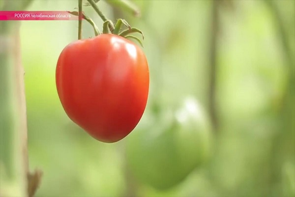 лесно за поддържане