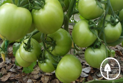 tomato flash